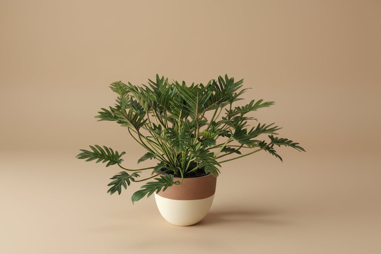 Philodendron Xanadu - Plantcultcairo