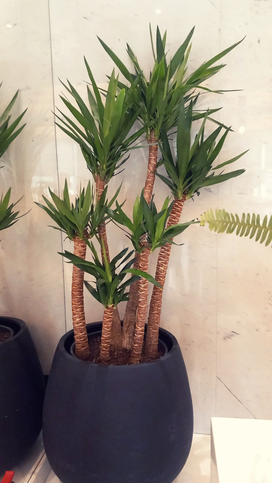 Yucca Elephantipes - Plantcultcairo