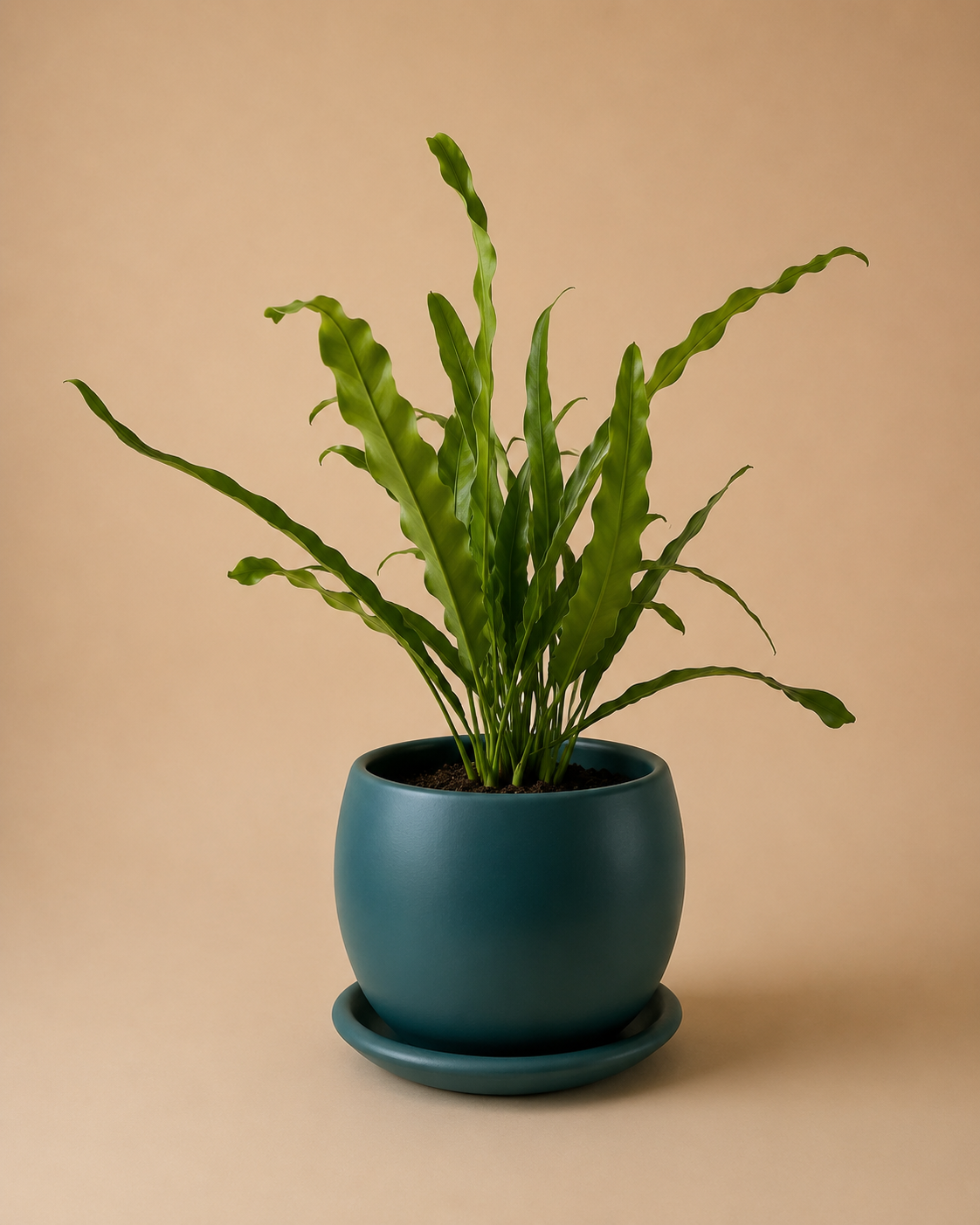 Bird Nest Fern - Plantcultcairo