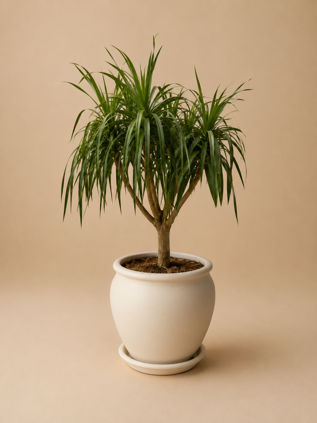 Dracaena Draco - Plantcultcairo