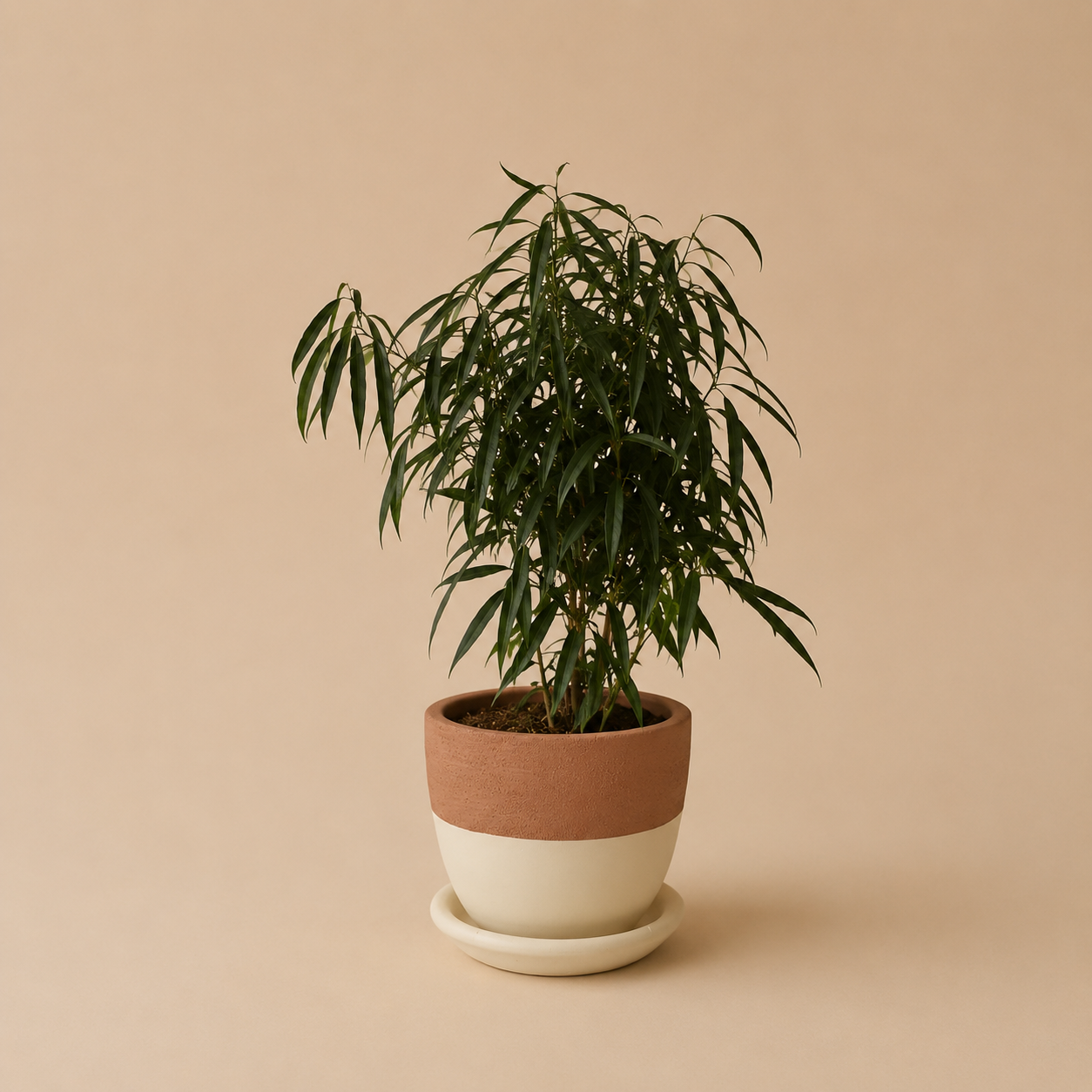 Ficus Amstel Queen Green - Plantcultcairo