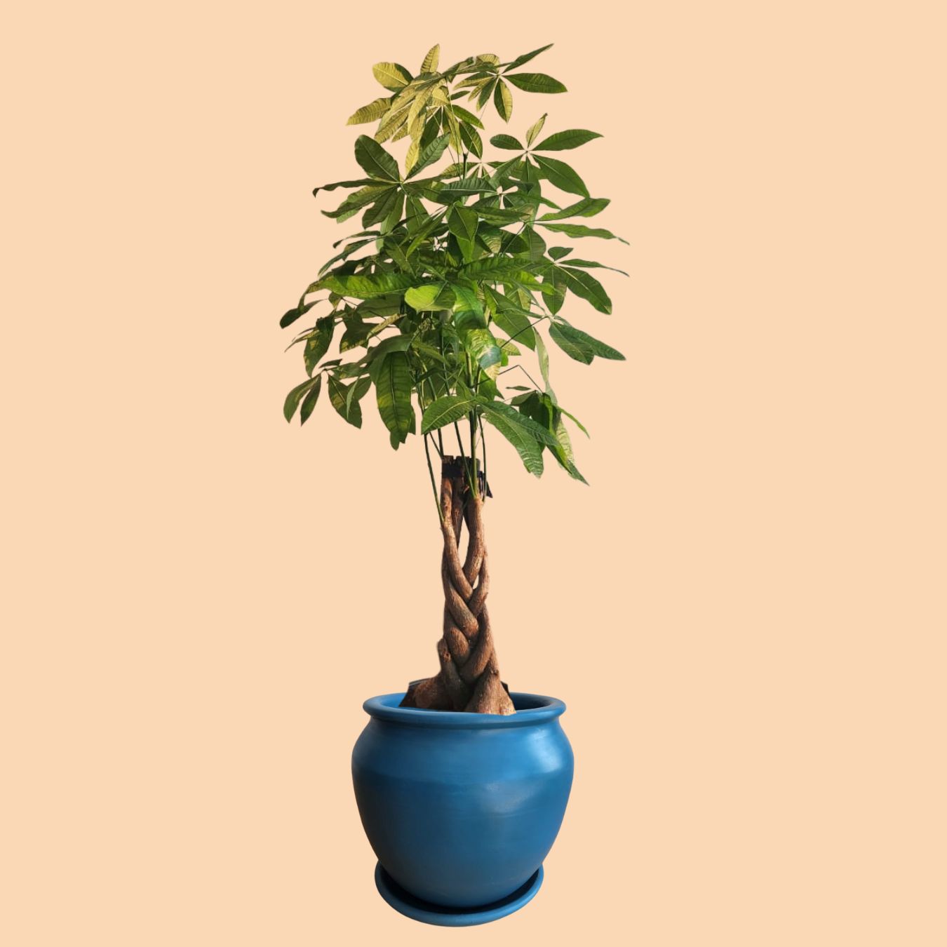Money Tree - Large