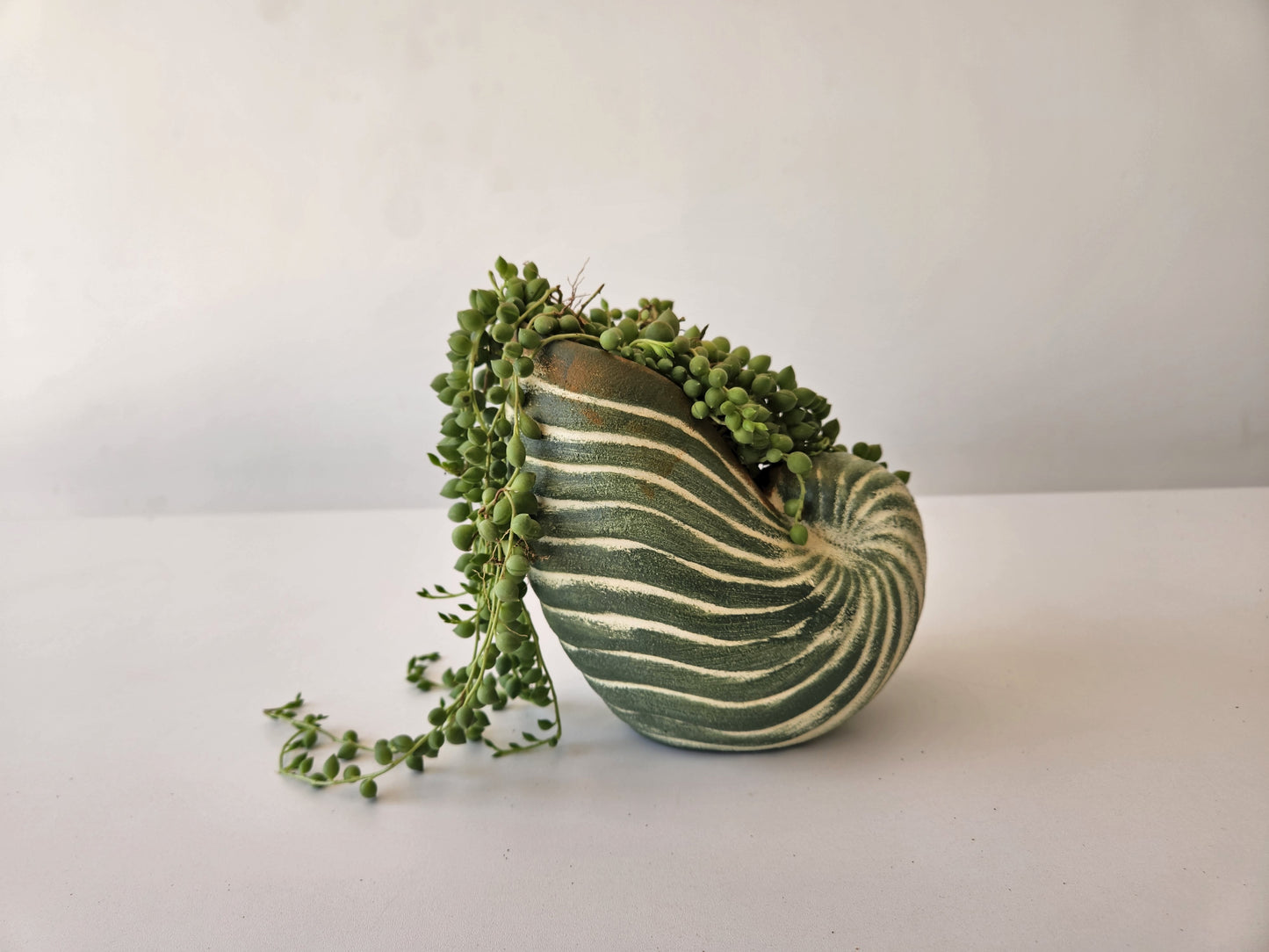 String of Pearls - Plantcultcairo