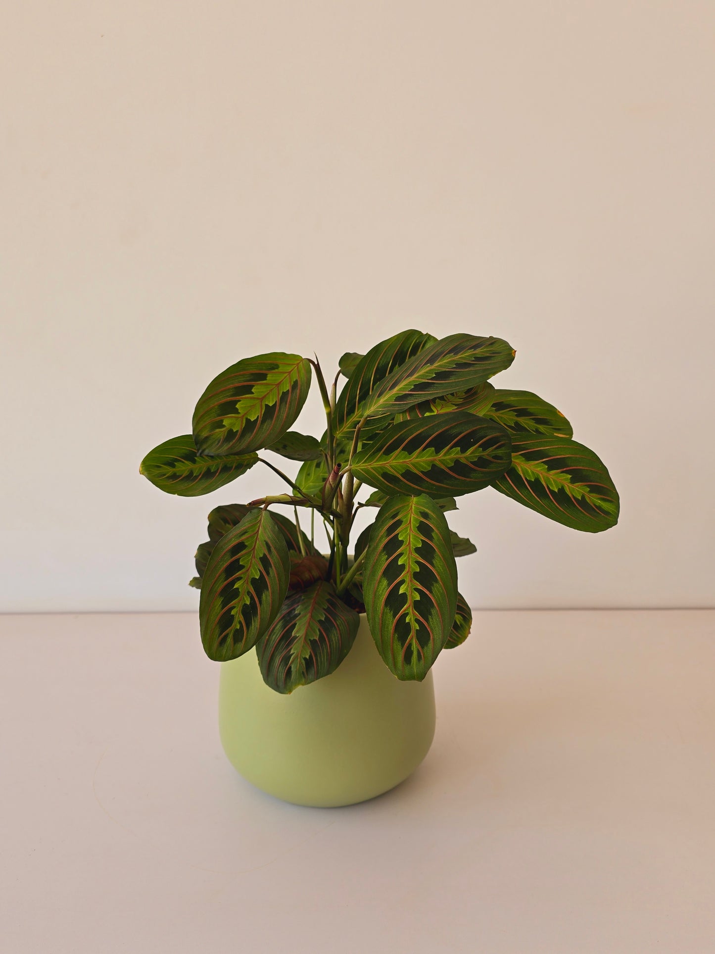 Maranta Hang