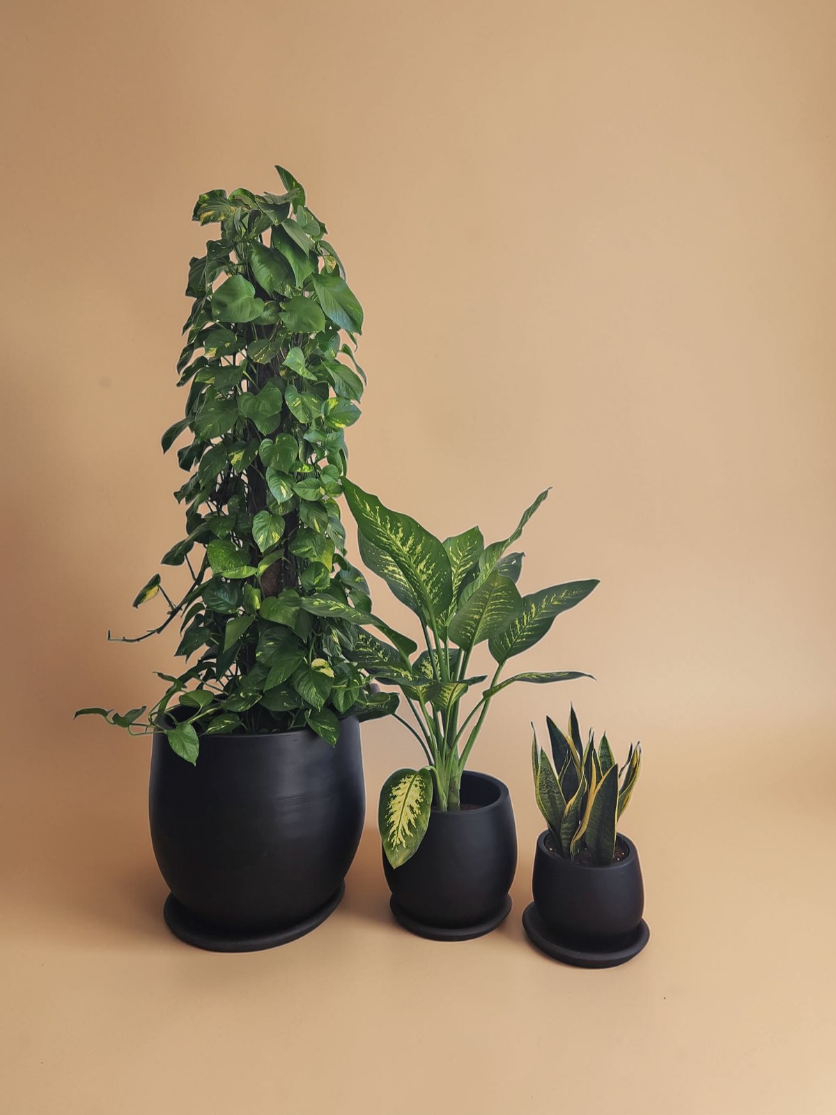 Large Low Light Plant Trios - Black Plastic Pots