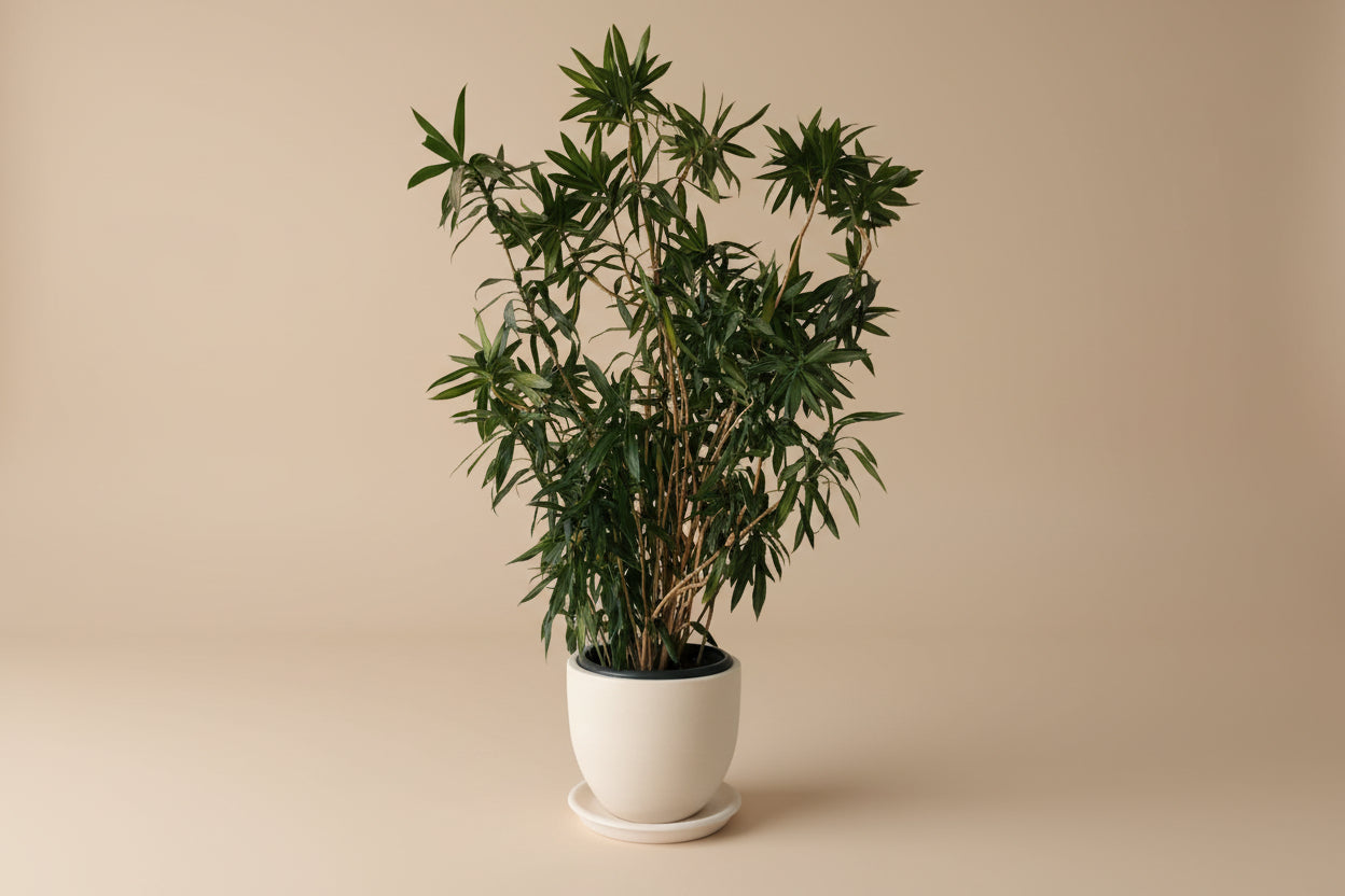 Draceana Jamaica - Plantcultcairo