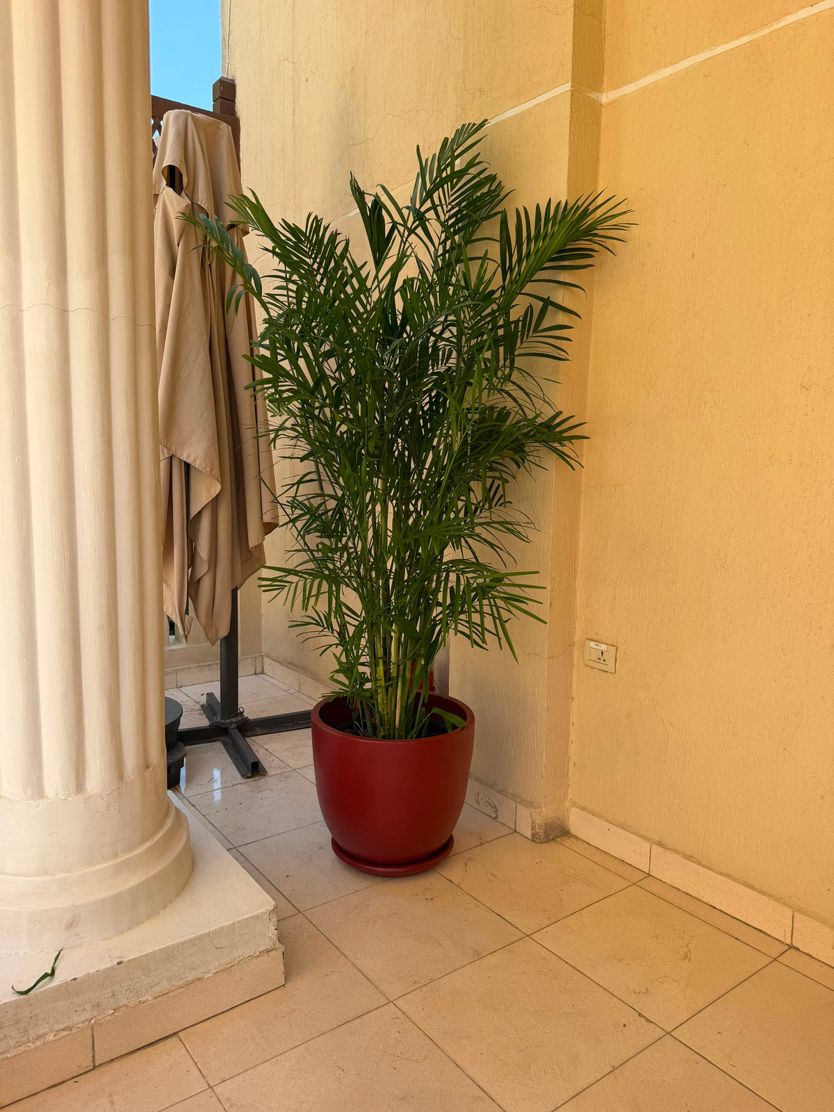 Chamaedorea Palm