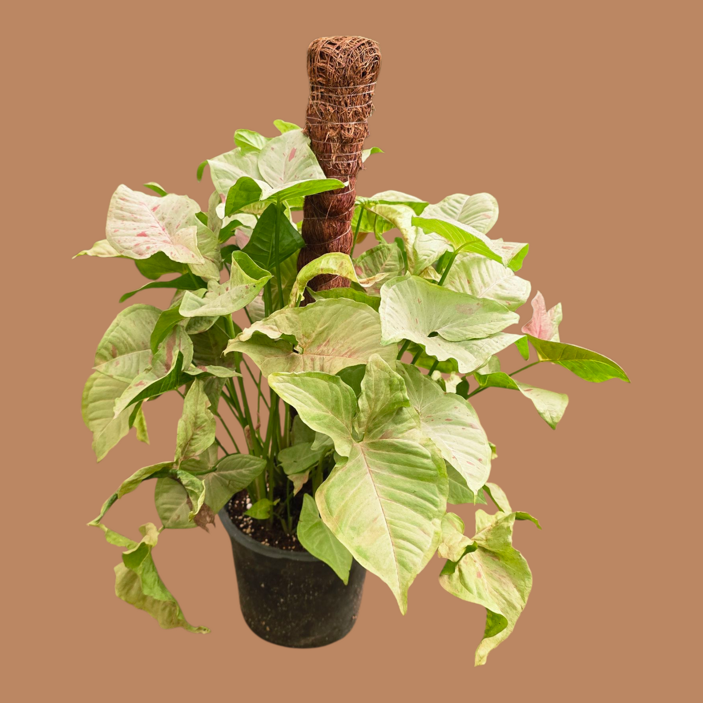 Syngonium Confetti