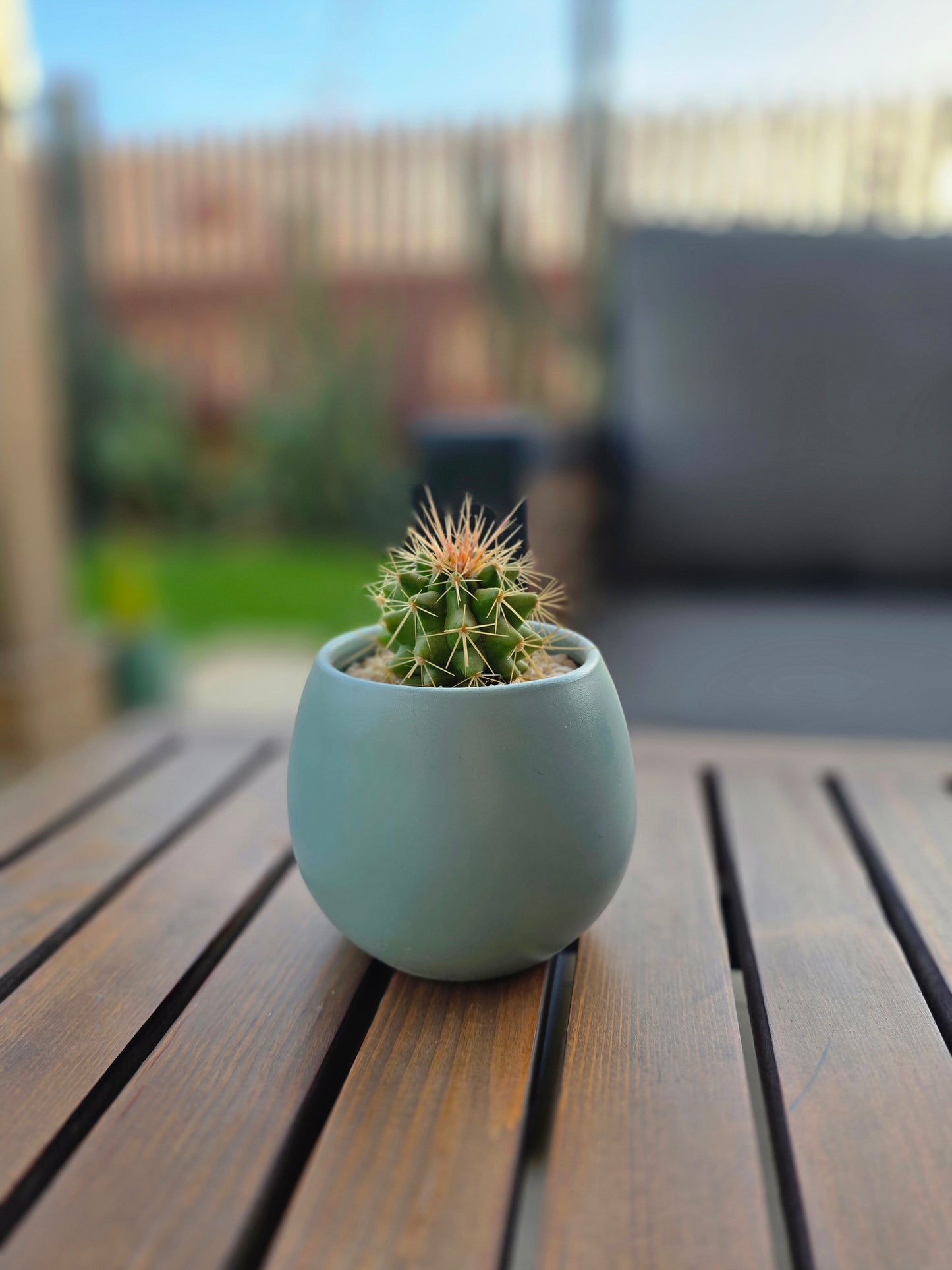 Mini Cactus Ball - Plantcultcairo