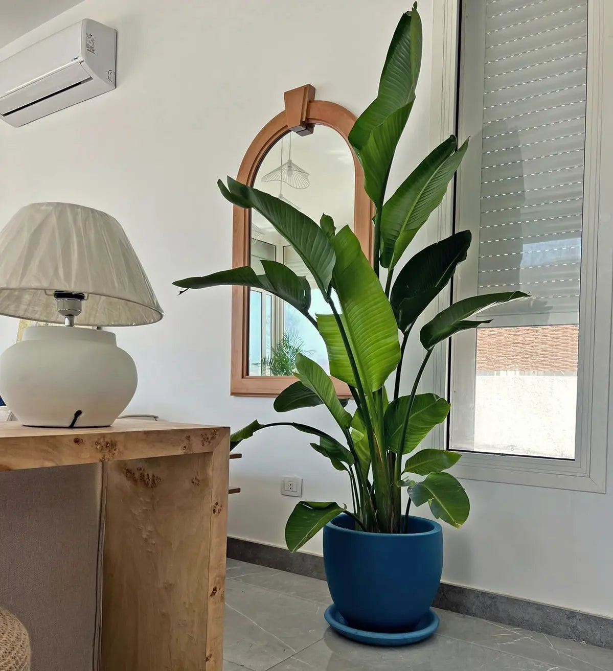 Strelitzia Nicolai (Bird of Paradise) | Large Indoor Plant