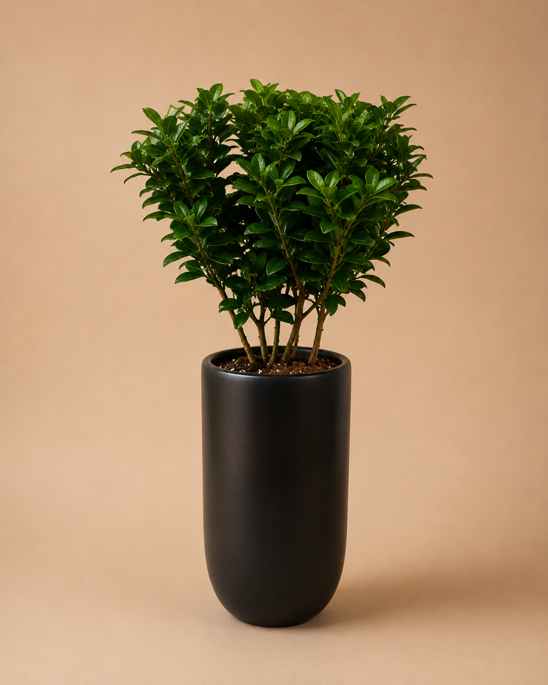 Ficus Microcarpa - Plantcultcairo