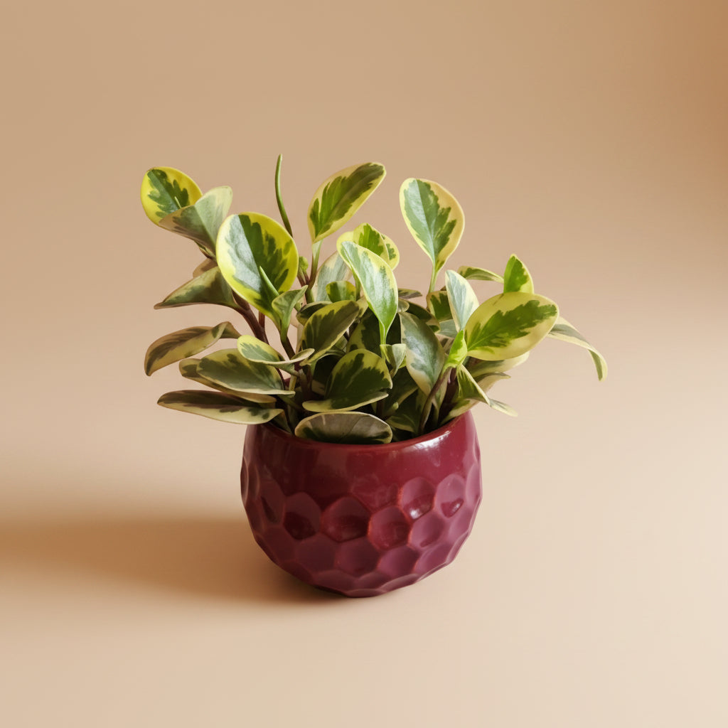 Peperomia obtusifolia variegated - Plantcultcairo