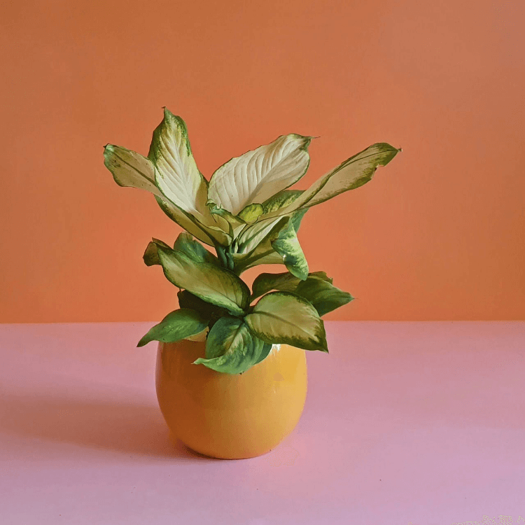 Dumbcane variegated white - Plantcultcairo