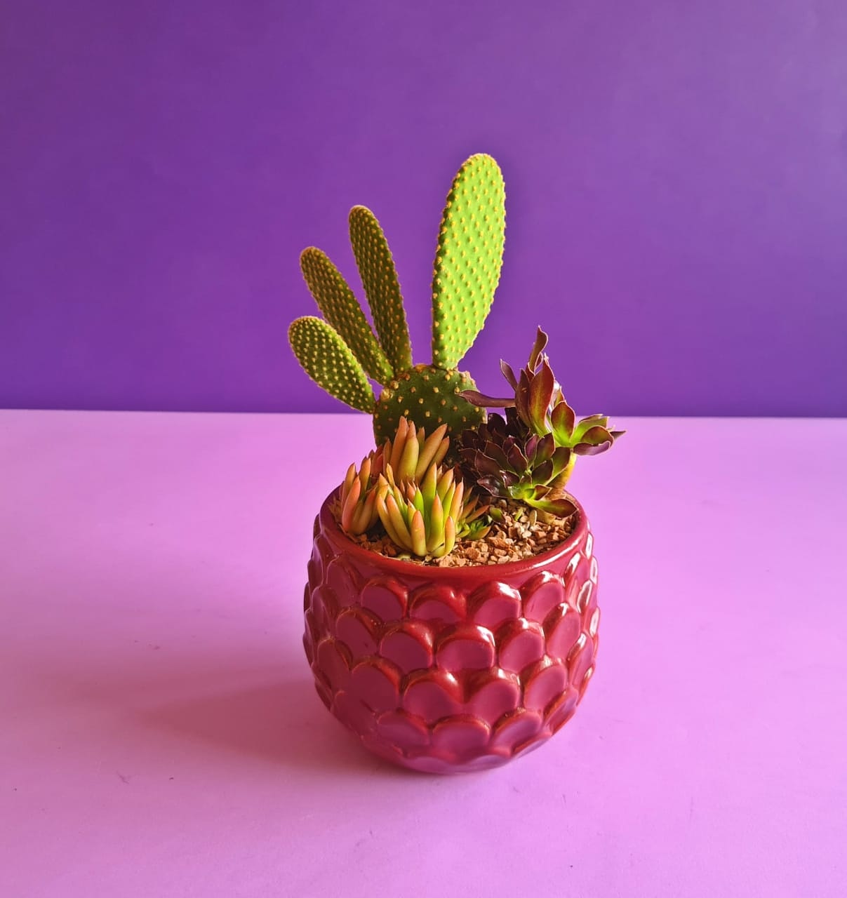 High Light Succulent Garden