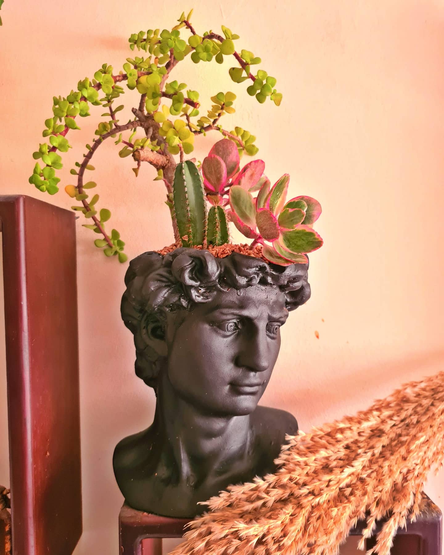 High Light Succulent Garden