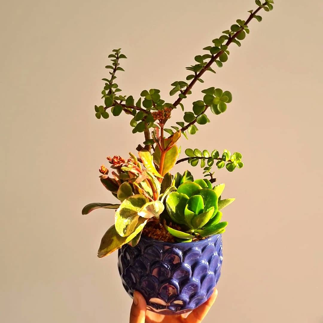 High Light Succulent Garden