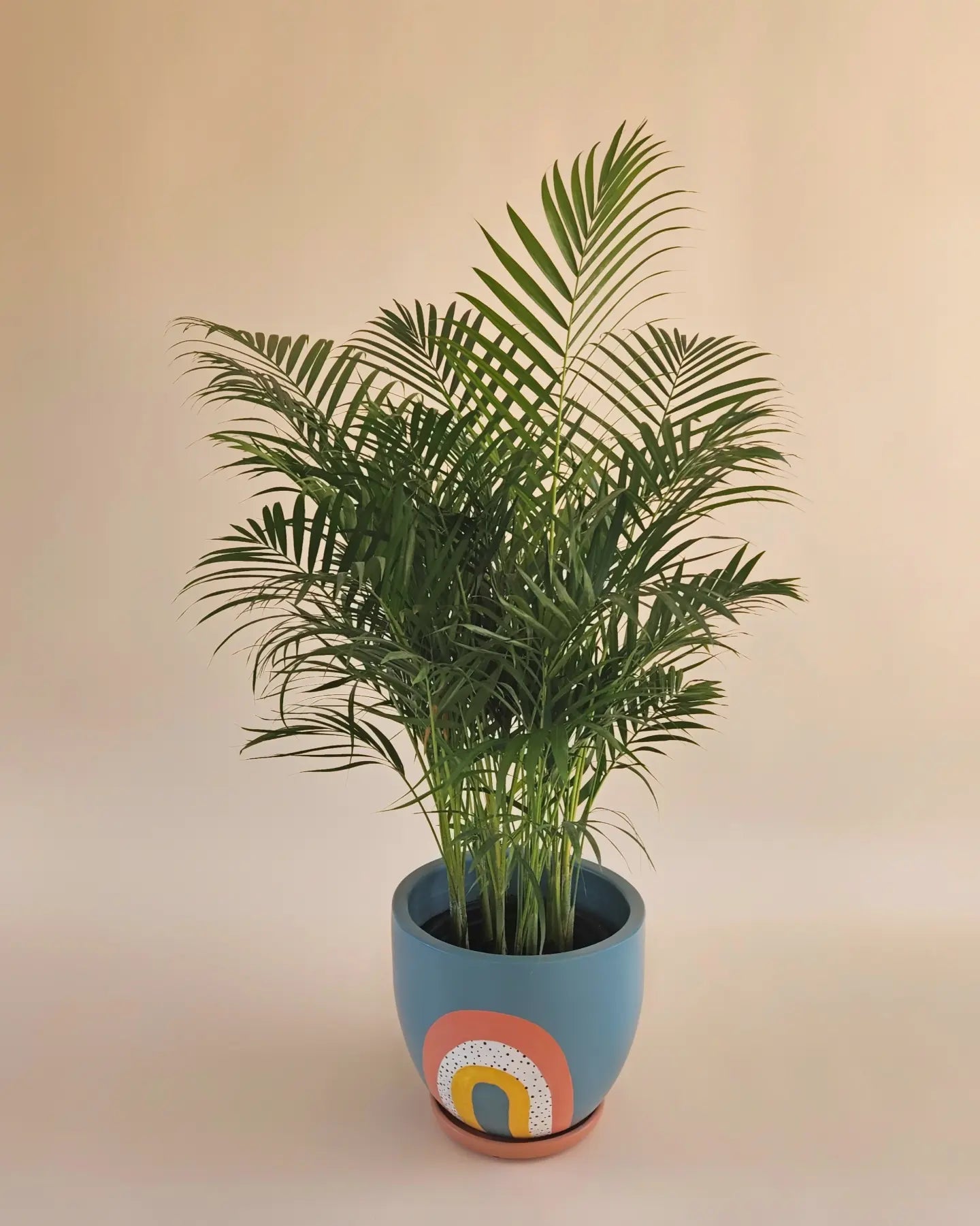 Areca Palm