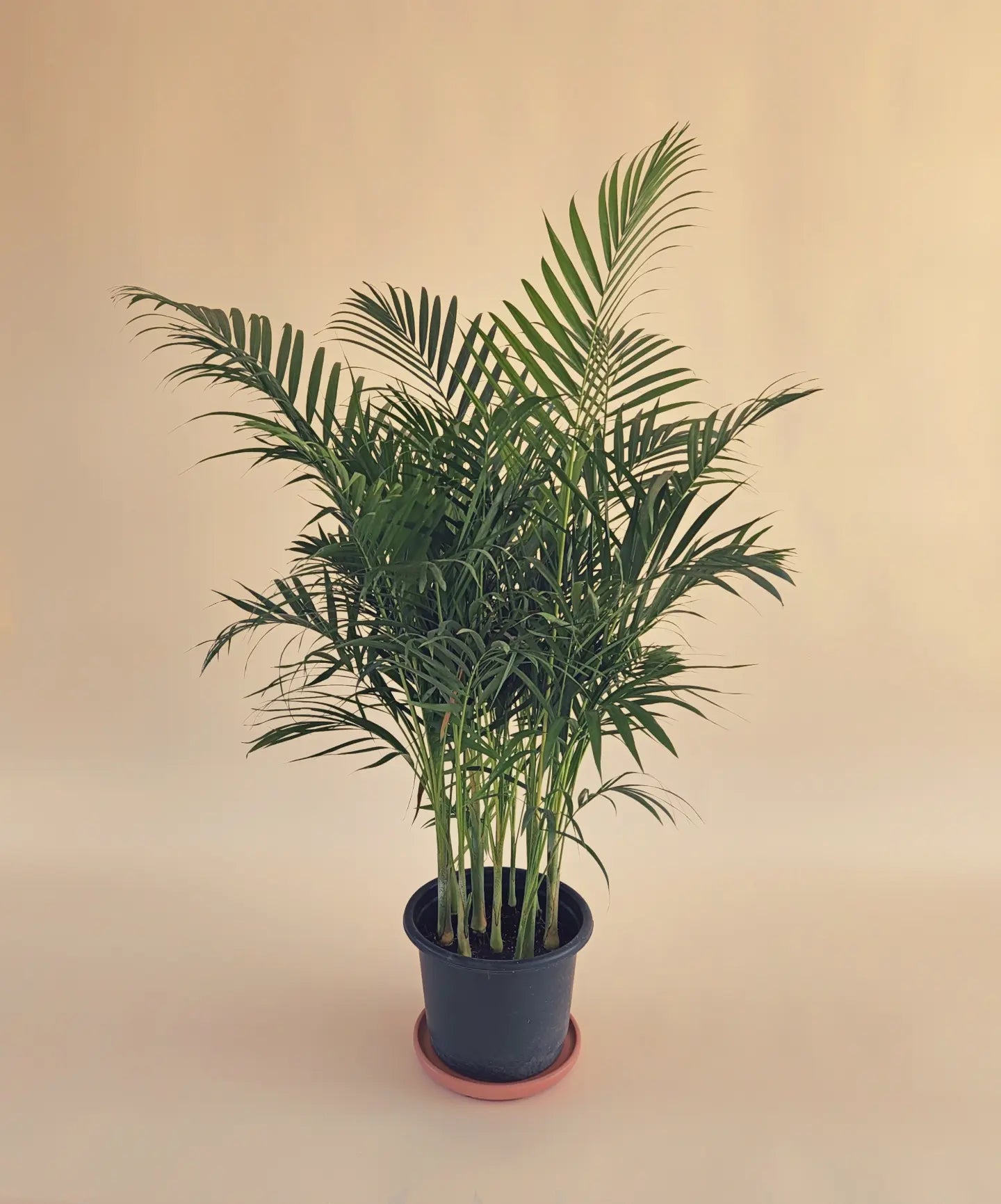 Areca Palm
