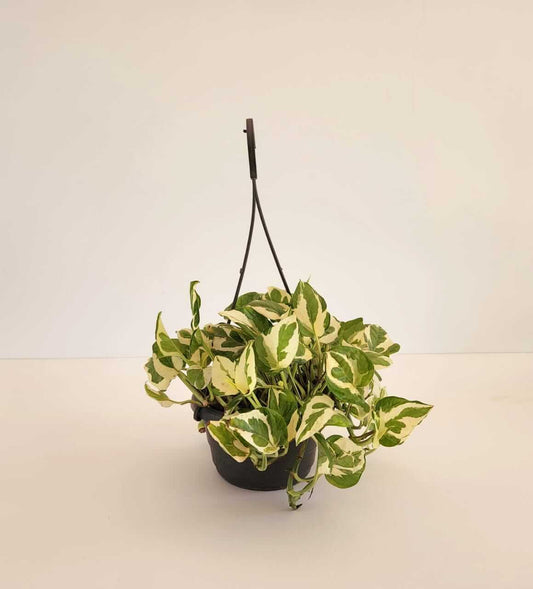 White Pothos Hang - Plantcultcairo