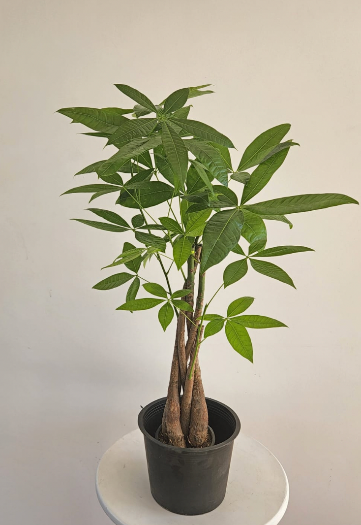 Miniature Money Tree