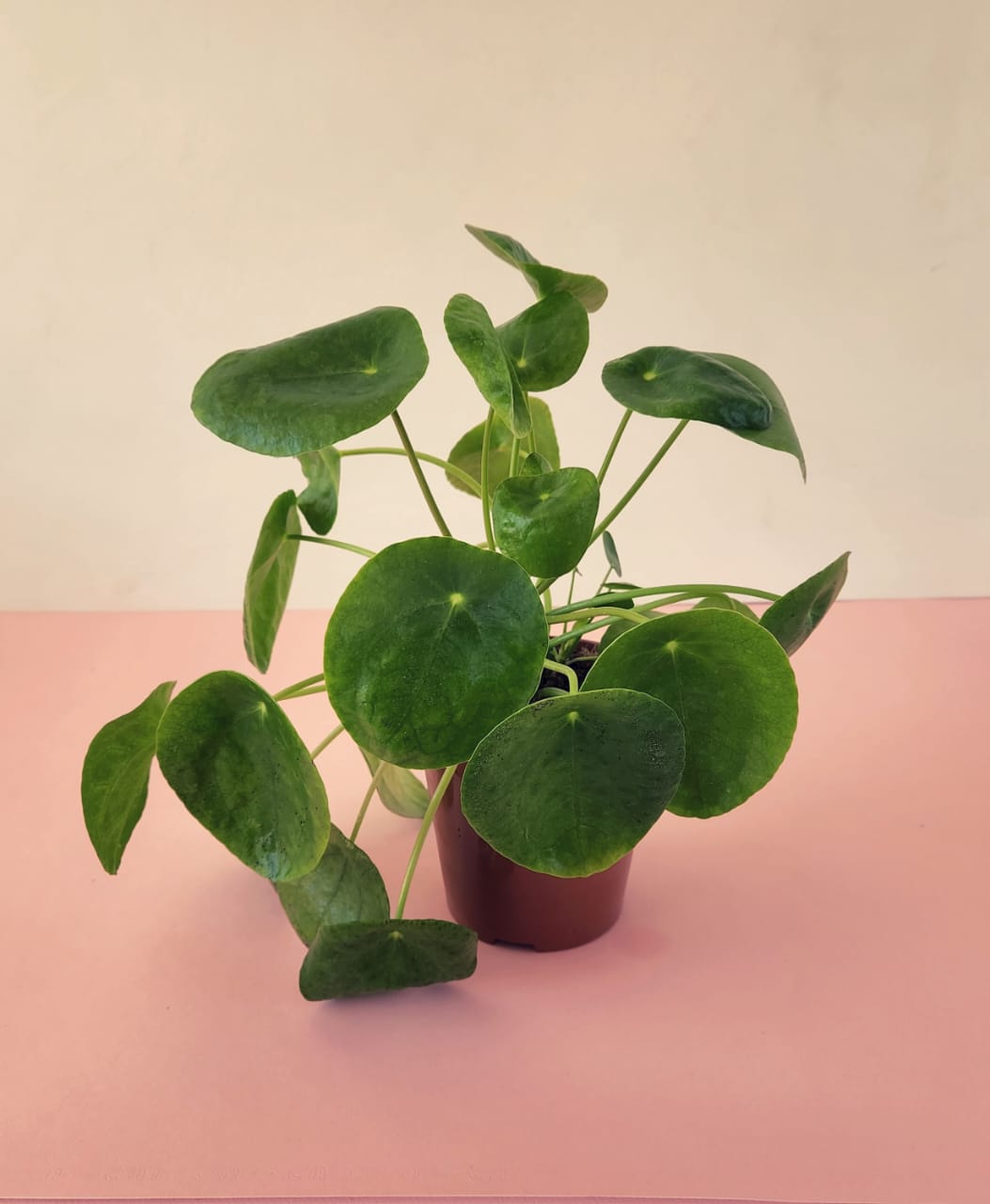 Pilea peperomioides