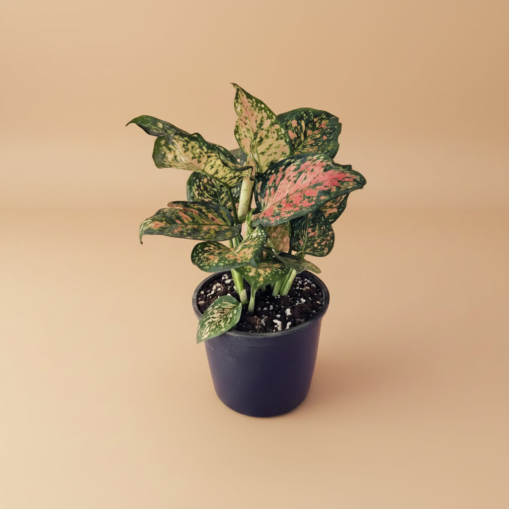 pink dalmatian aglaonema price Aglaonema Pink Dalmatian | Pink Indoor Plant