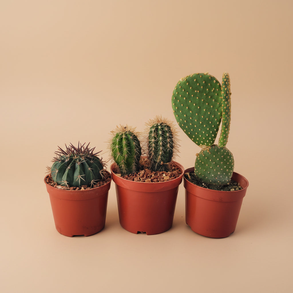 Cactus & Succulent Bundles - Plantcultcairo