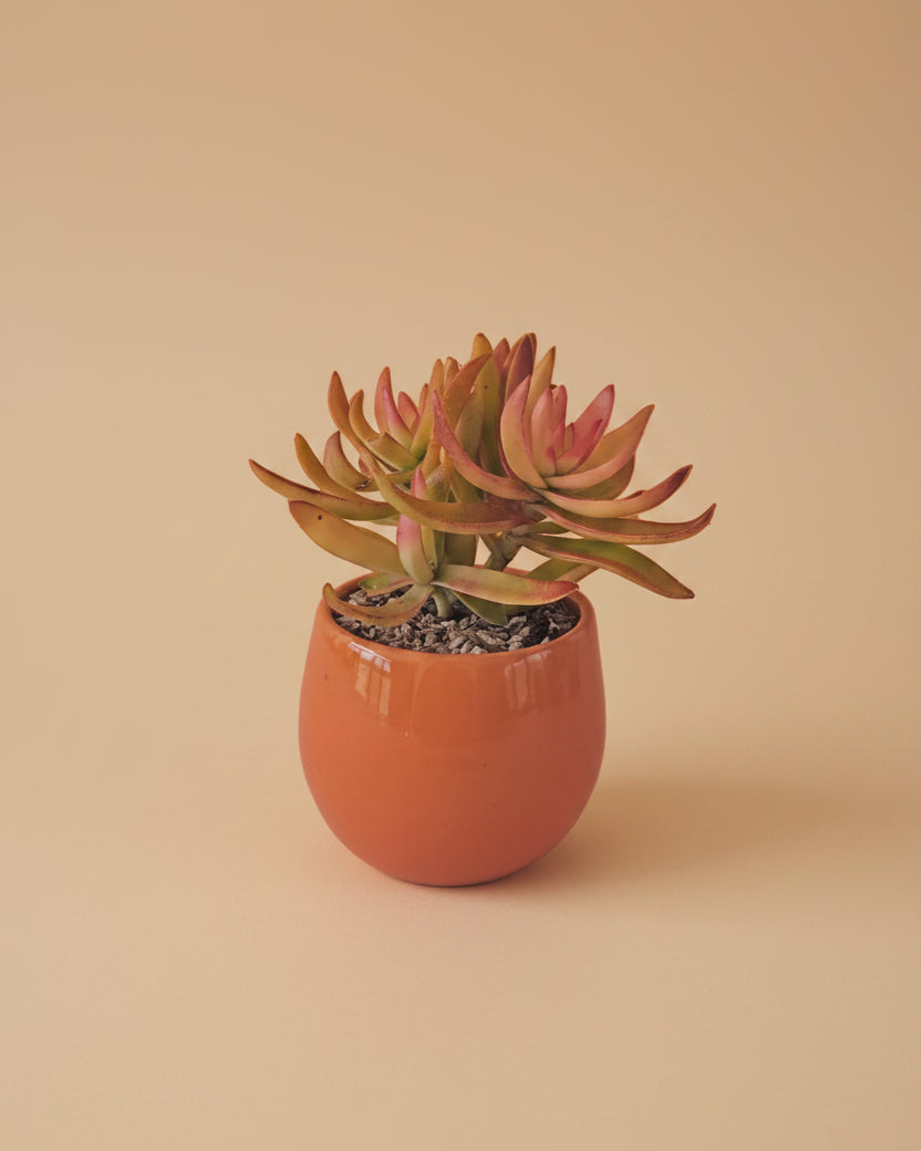 Campfire Succulent - Plantcultcairo