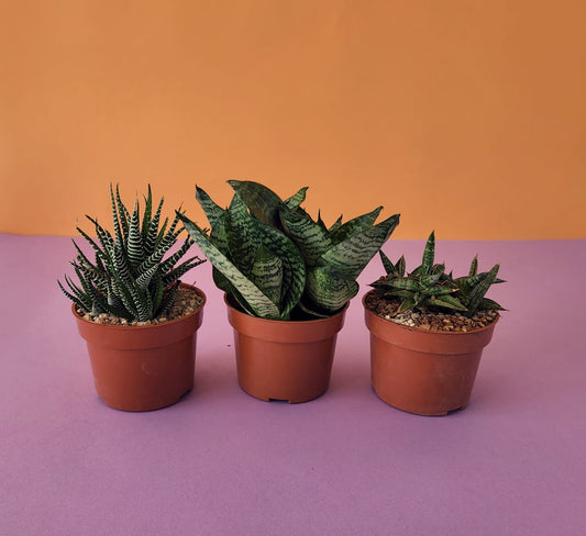 Cactus & Succulent Bundles