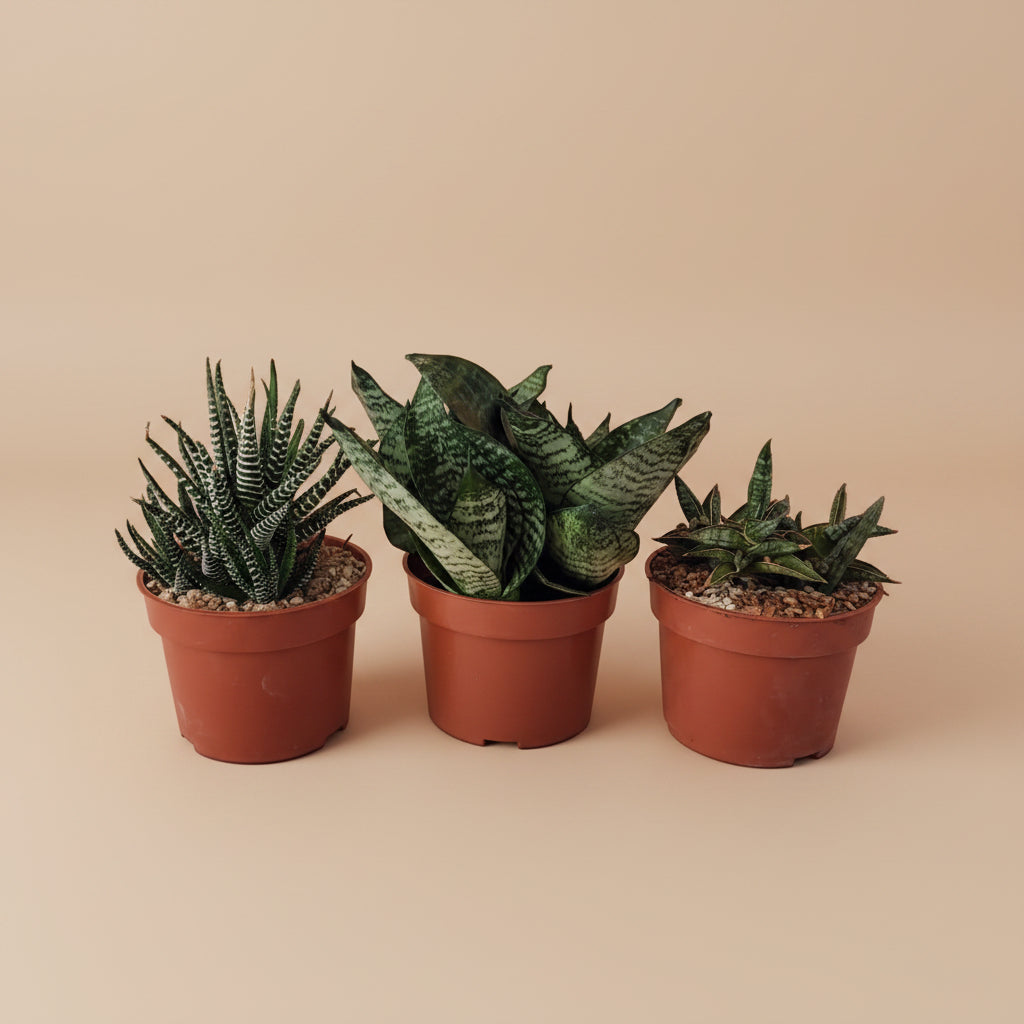 succulent plant bundle Cactus & Succulent Plant Sets | Indoor Plant Bundles