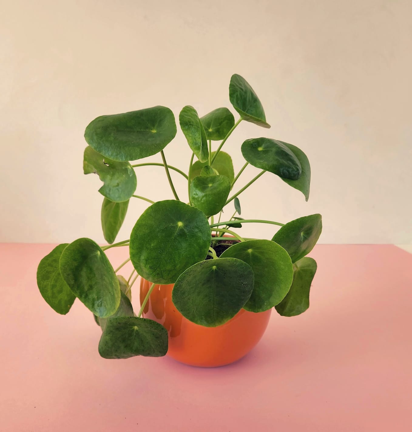 Pilea peperomioides