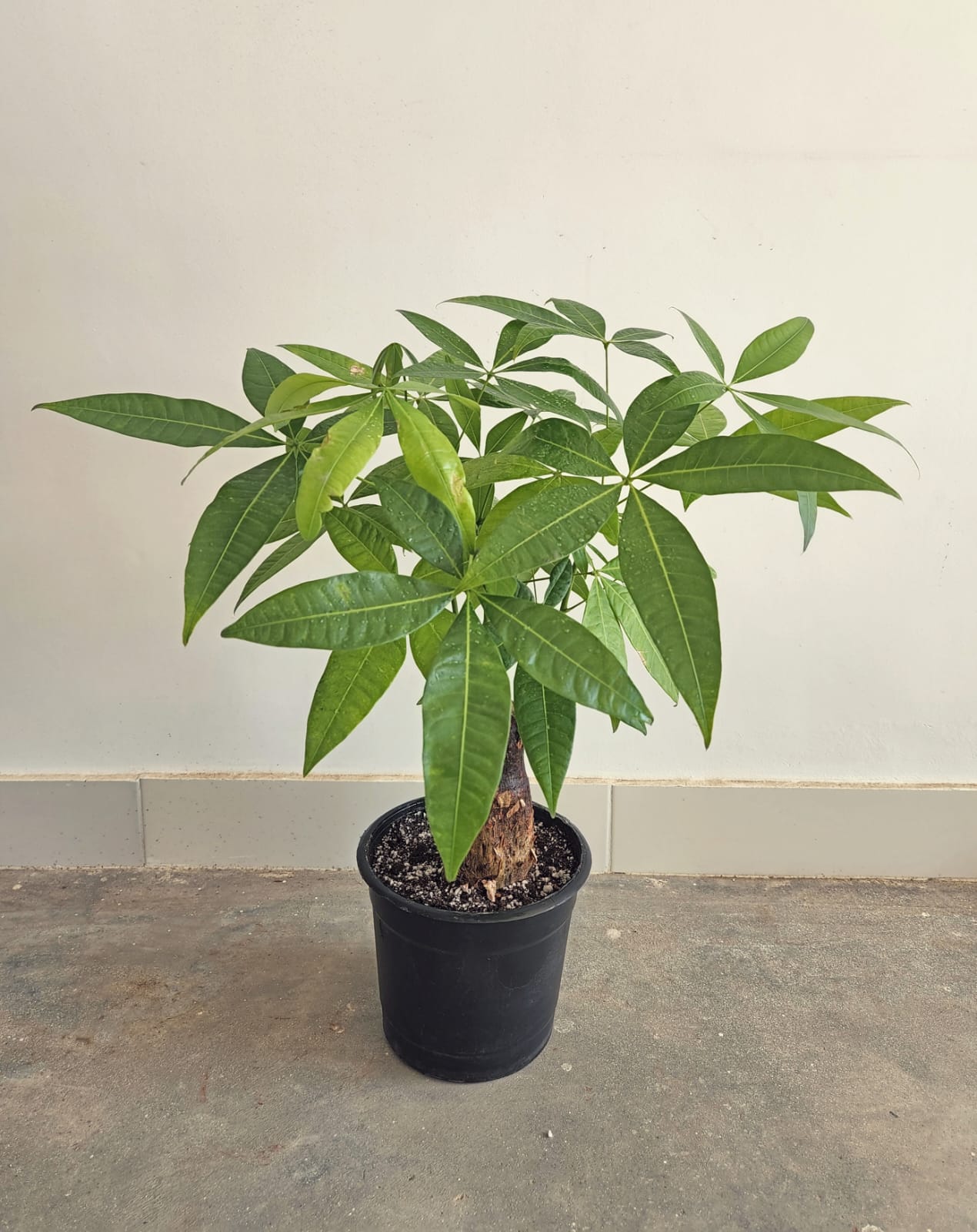Miniature Money Tree