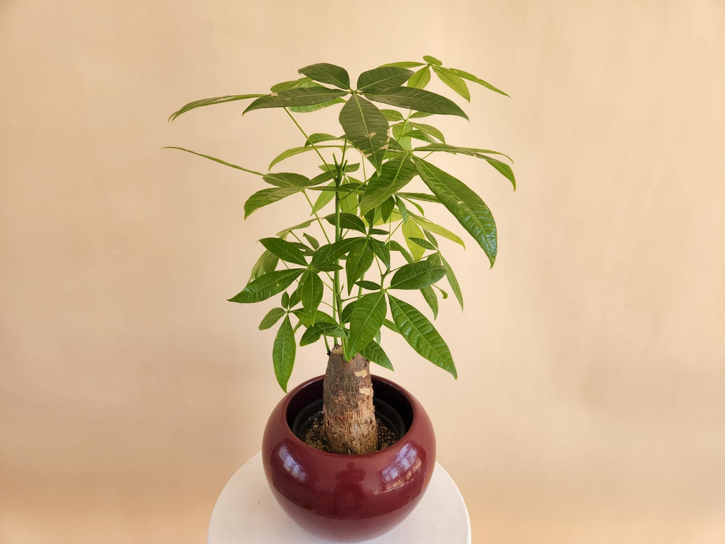 Miniature Money Tree