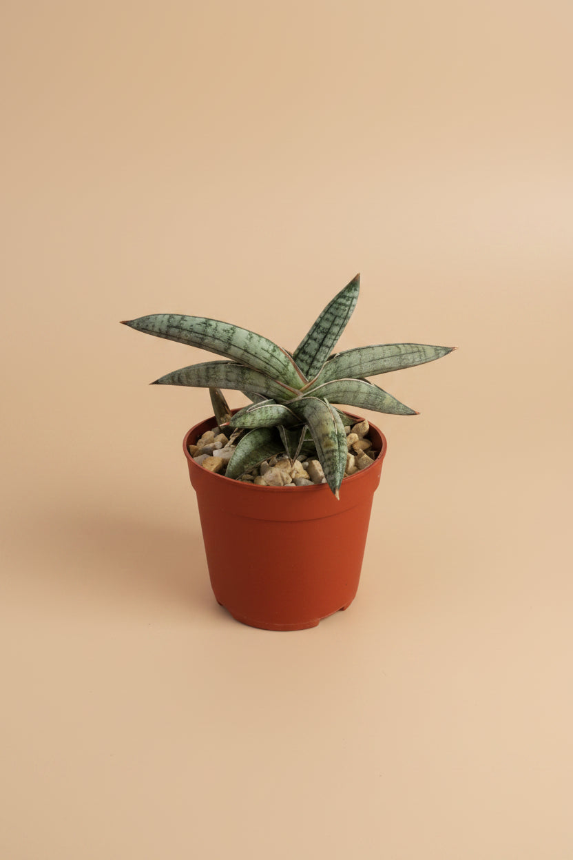 sansevieria eilensis for sale Sansevieria Eilensis | Rare Snake Plant