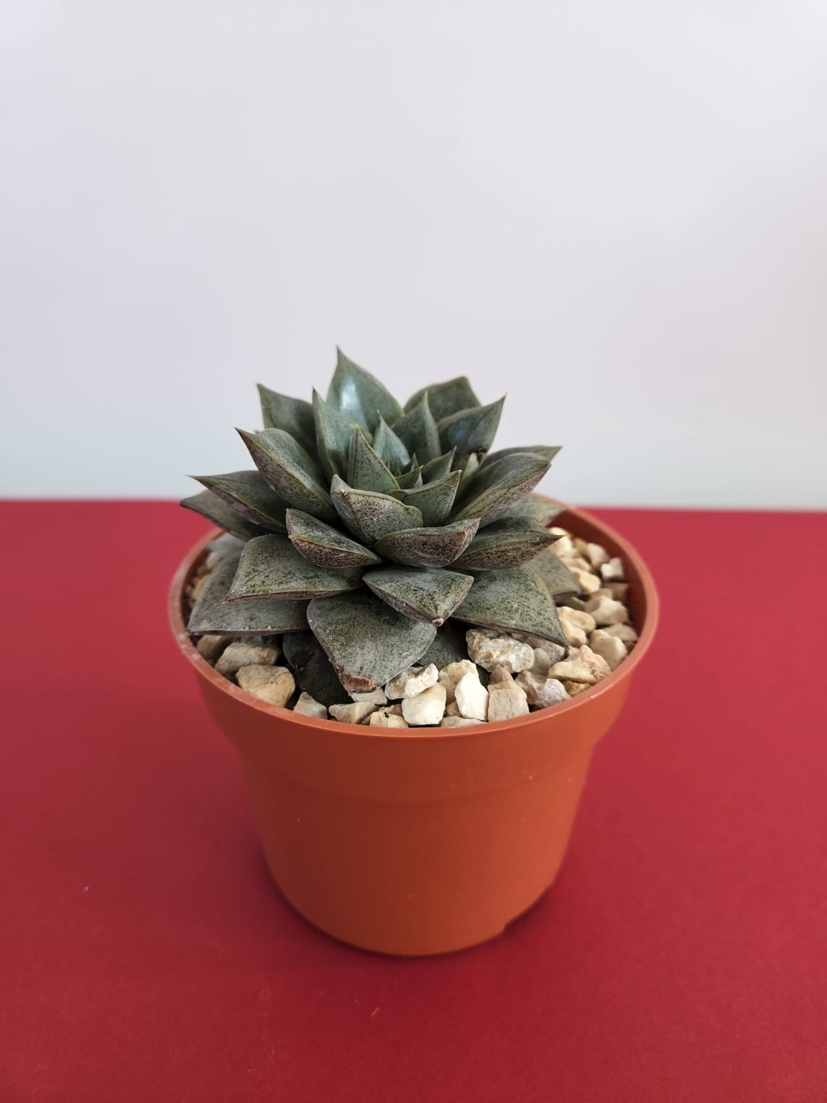 Echeveria