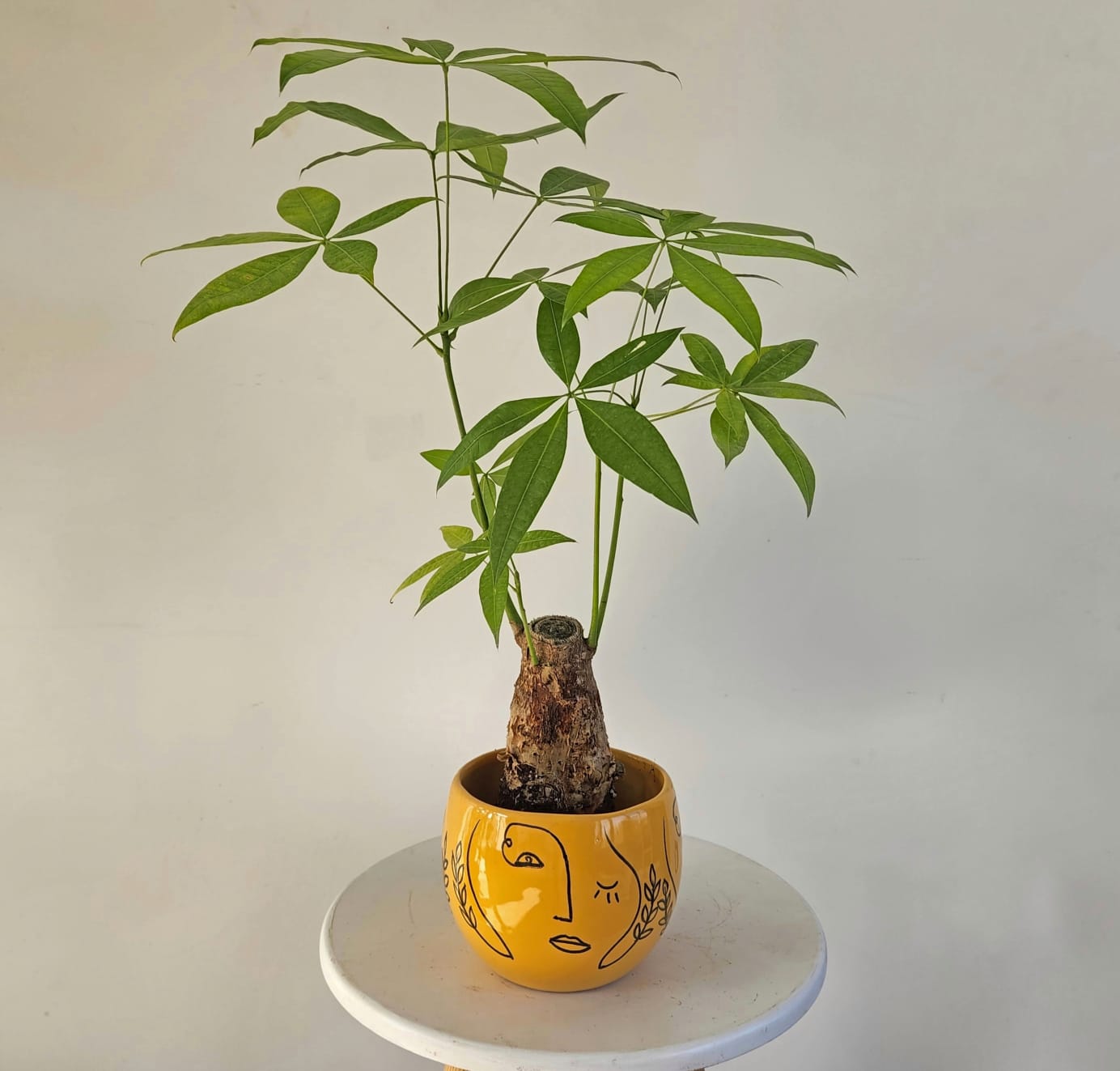 Miniature Money Tree