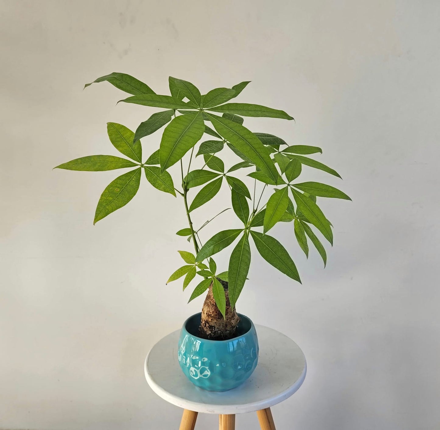 Miniature Money Tree