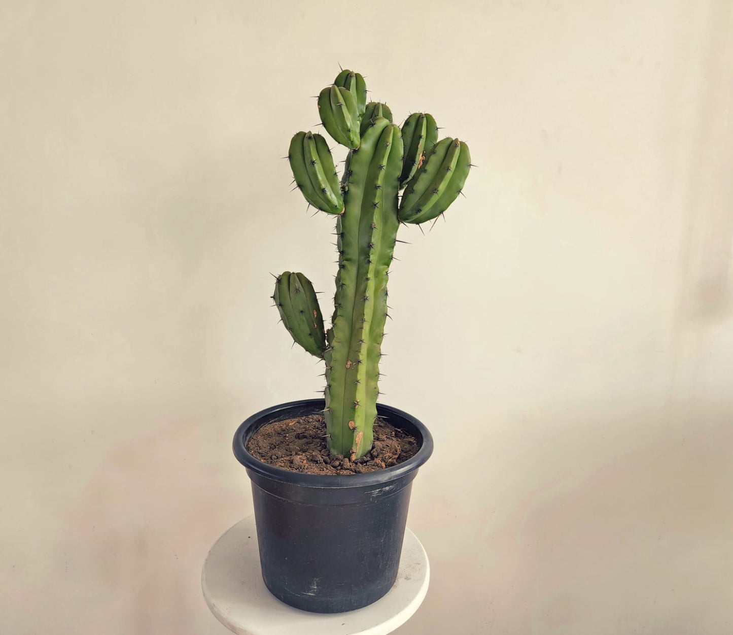 Myrtillocactus geometrizans