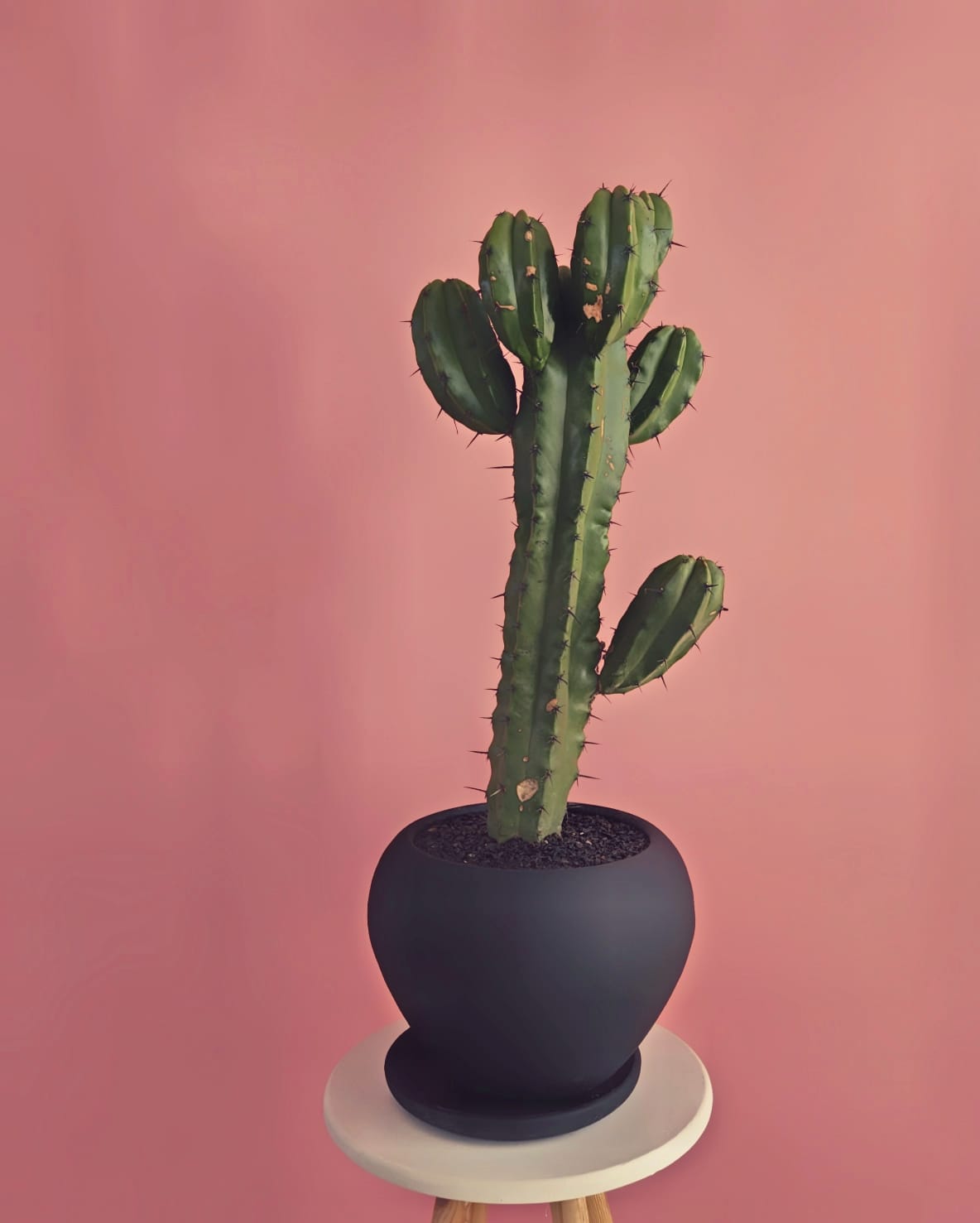 Myrtillocactus geometrizans