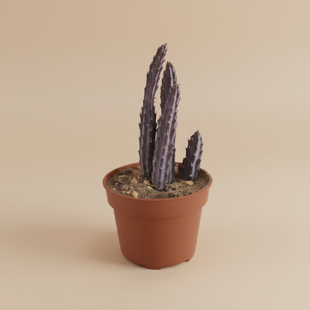 Moonlight Cactus - Plantcultcairo