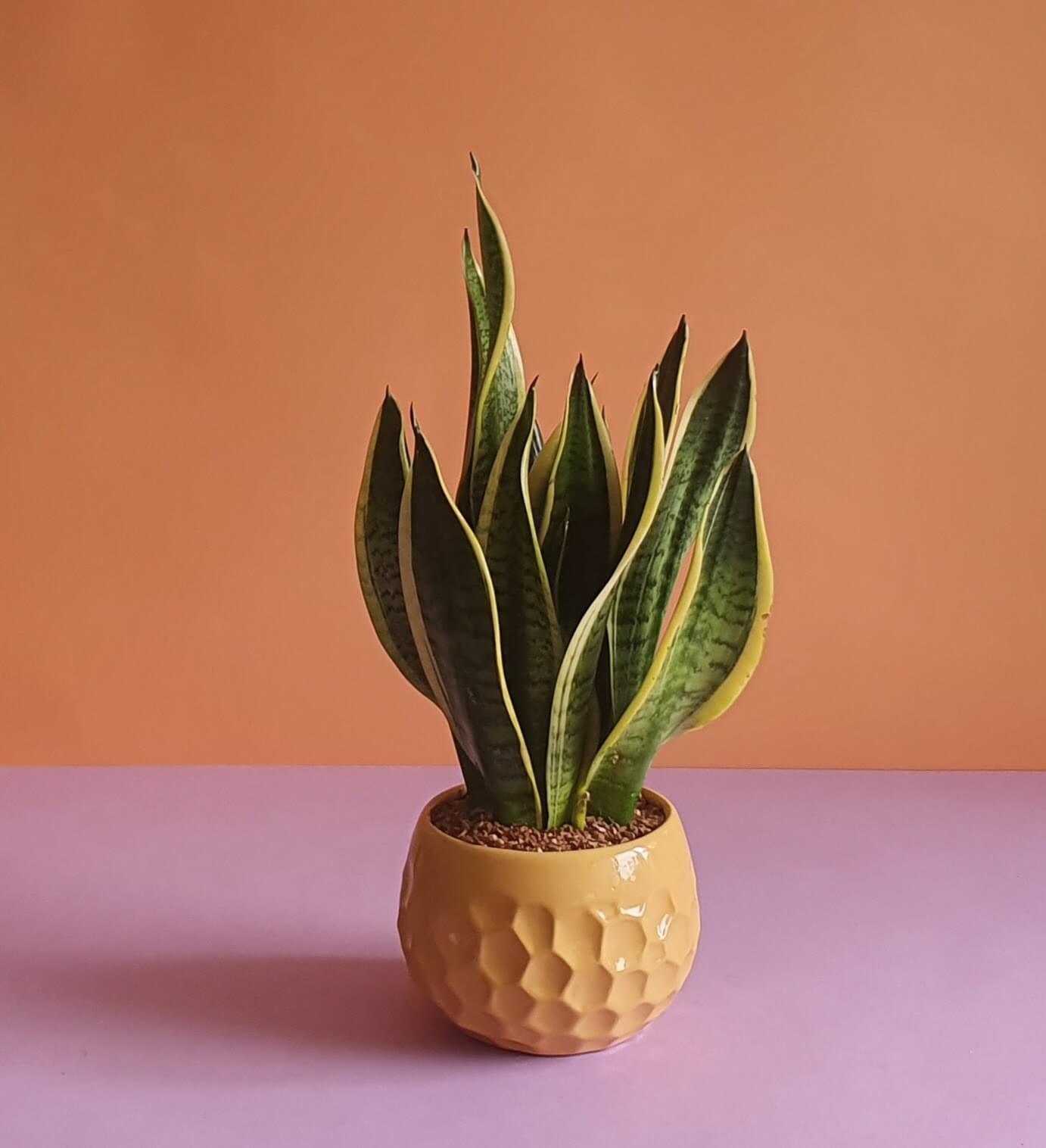 sansevieria laurentii - Plantcultcairo