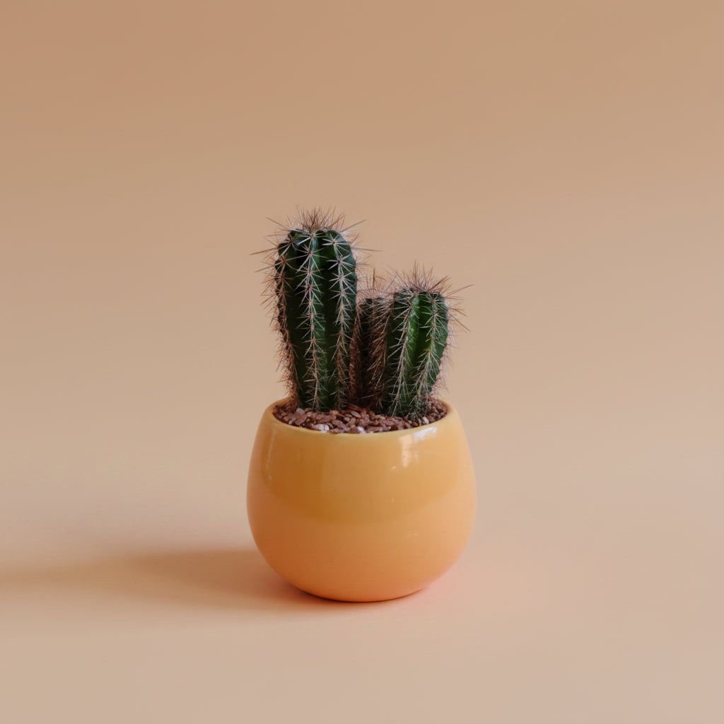 Small Cactus - Plantcultcairo