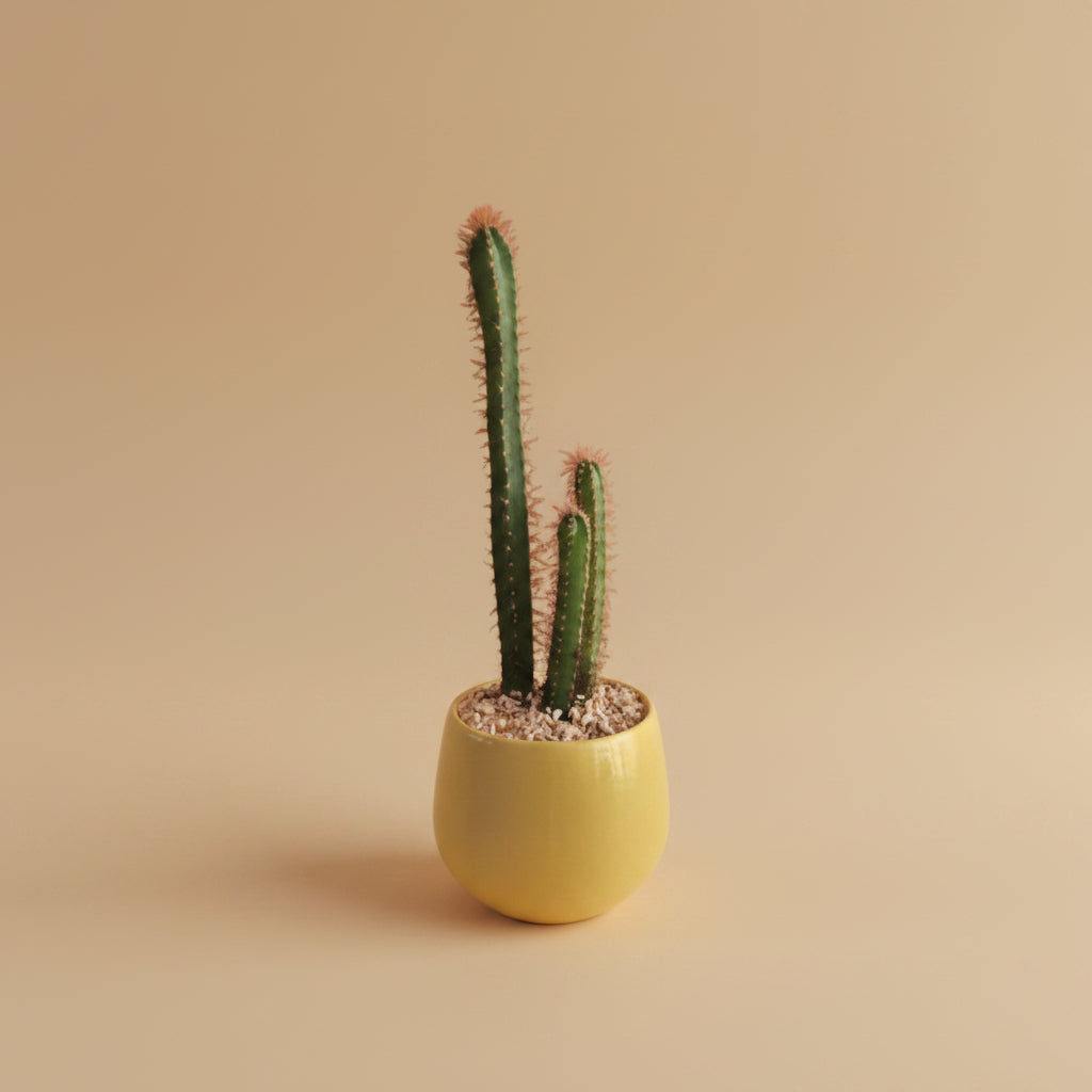 Cereus Cactus - Plantcultcairo