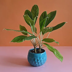 aglaonema brilliant care Aglaonema Brilliant | Chinese Evergreen Plant