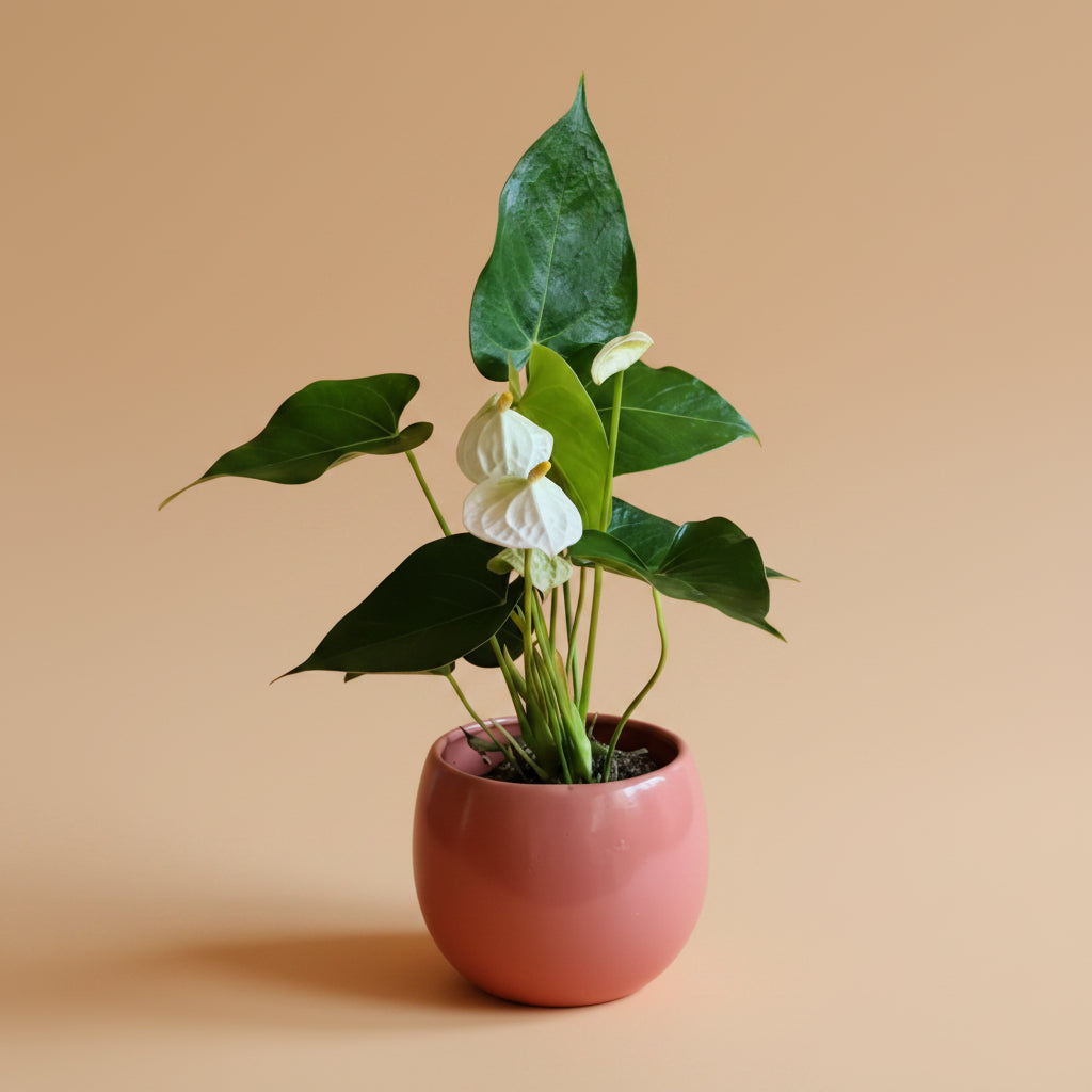 White Anthurium - Plantcultcairo