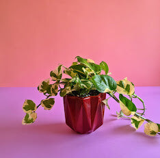 White Pothos Hang - Plantcultcairo