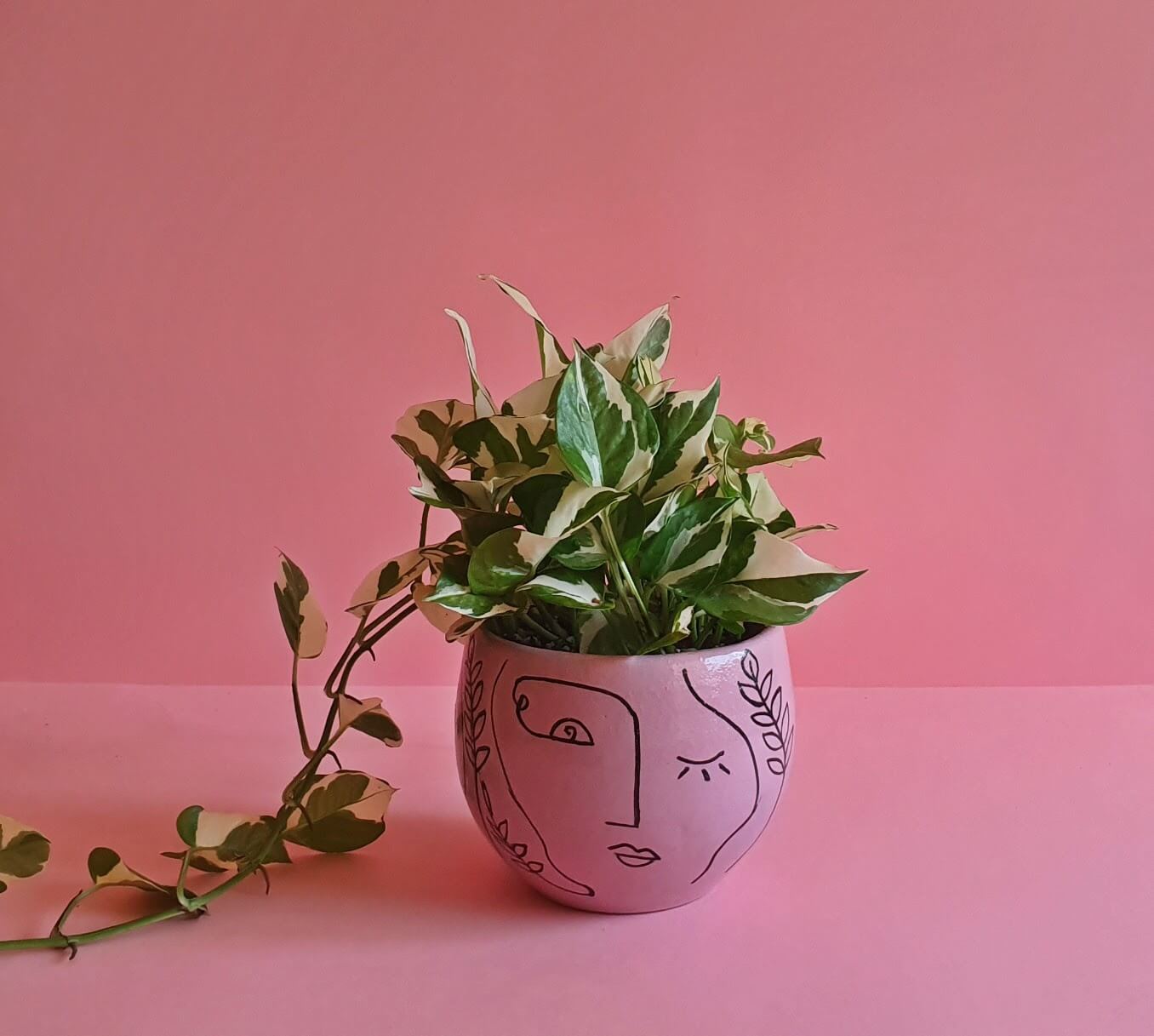 White Pothos Hang - Plantcultcairo