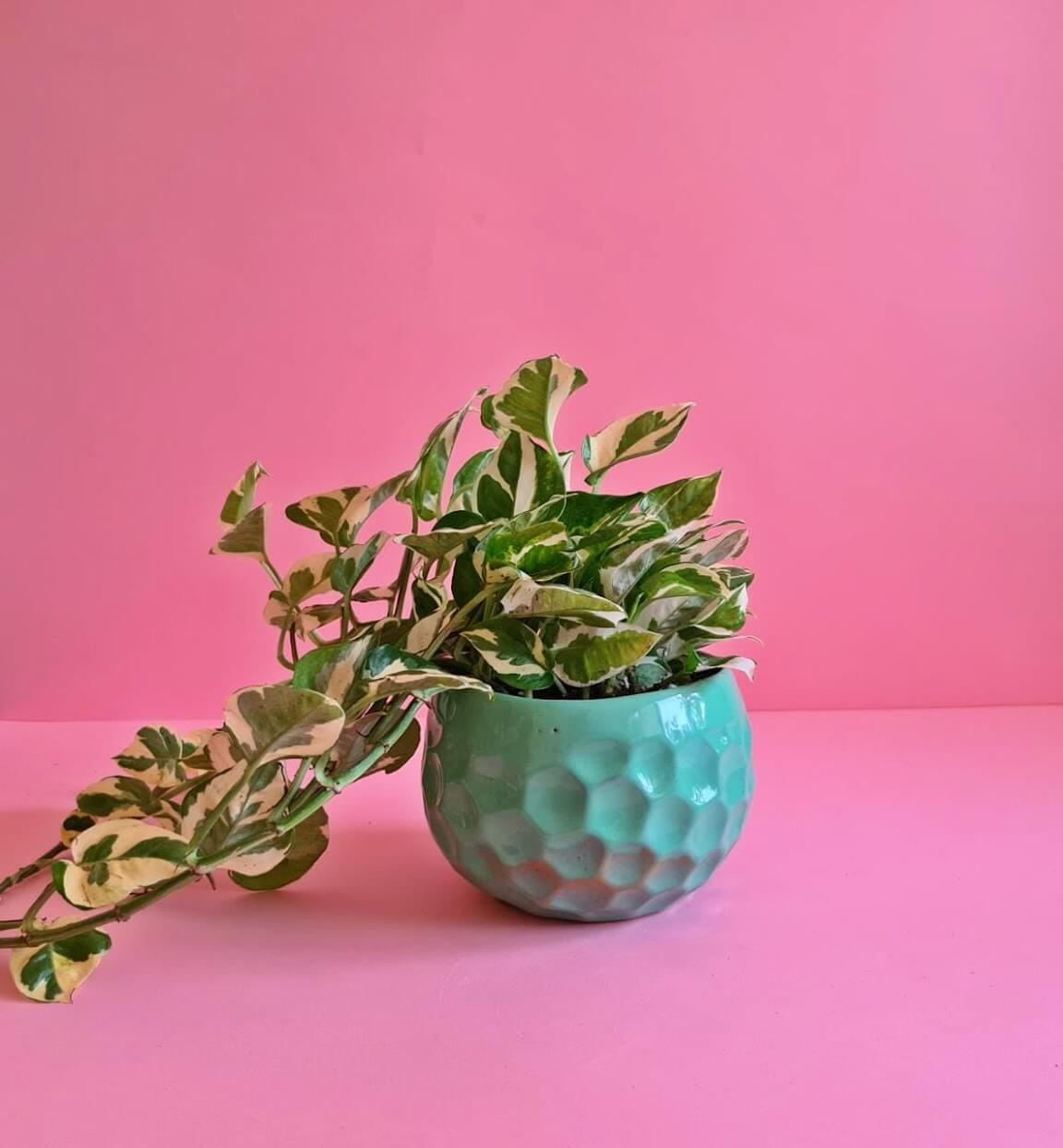 White Pothos Hang - Plantcultcairo