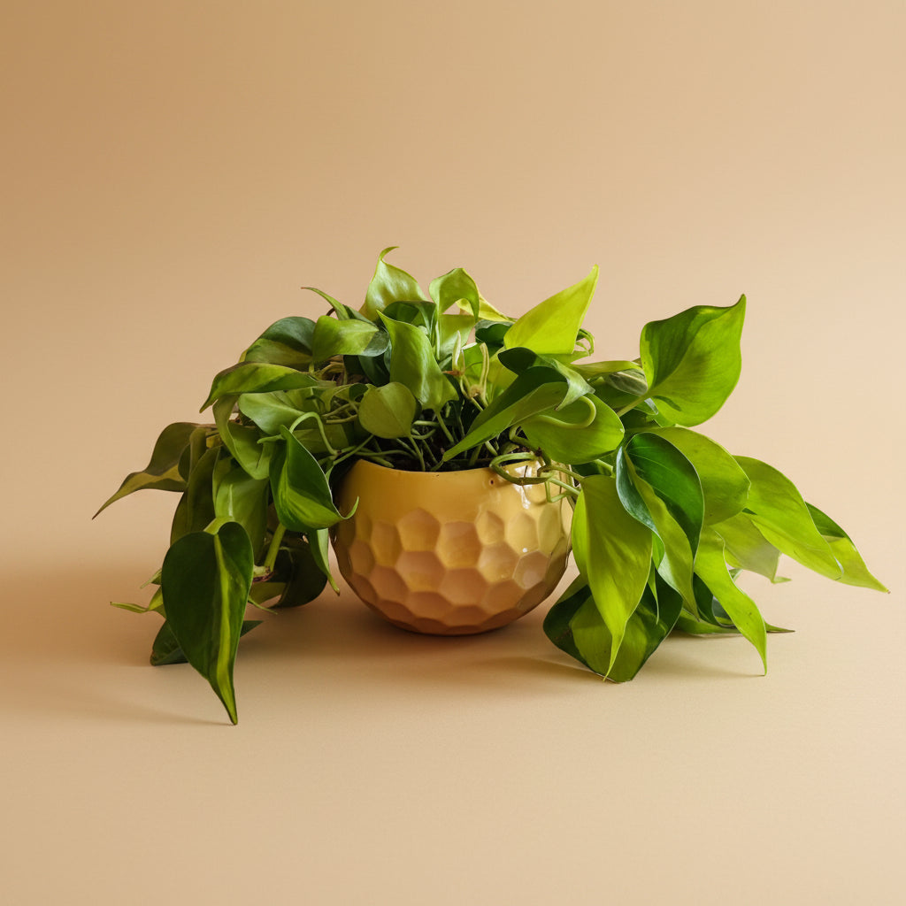 Philodendron Heart-leaf Variegated - Plantcultcairo