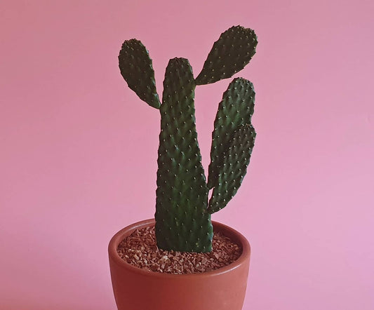 Succulents & Cacti myth-busters with general care instructions.